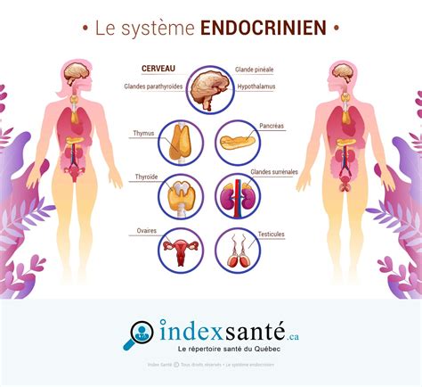 Schéma du système endocrinien et ses interactions