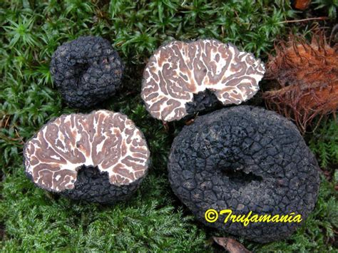 Tuber mesentericum et noisetier