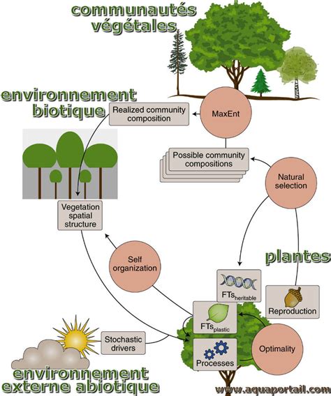 Infographie montrant la relation entre le type de végétation et la puissance de l'outil requise