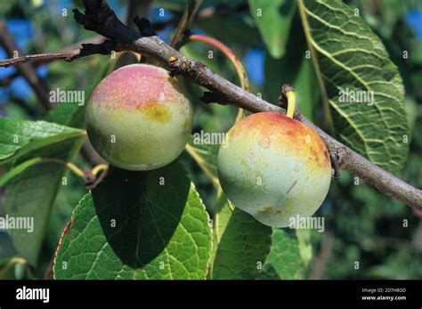 Variétés de prunes Reine-Claude (verte, dorée, violette)
