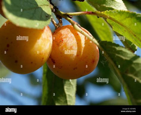 Photo de mirabelles mûres sur un arbre