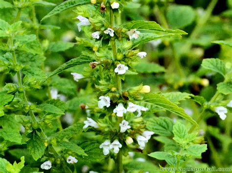 Illustration botanique de la Melissa officinalis montrant ses feuilles opposées et ses fleurs en verticilles
