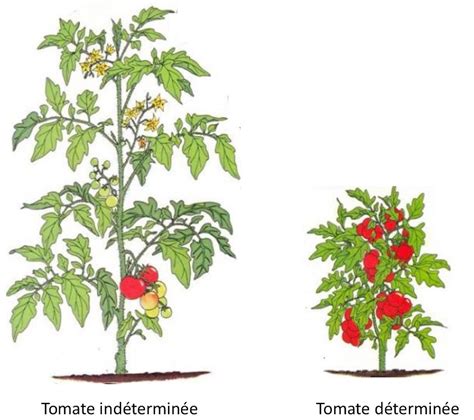 Schéma illustrant les différentes parties d'un plant de tomate et les zones vulnérables aux maladies