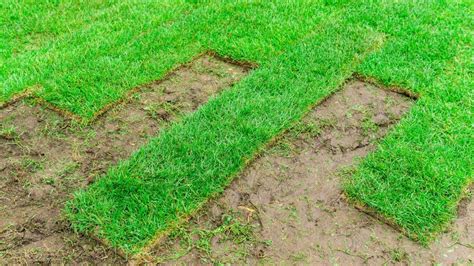 Comparaison entre le semis traditionnel et le gazon de placage