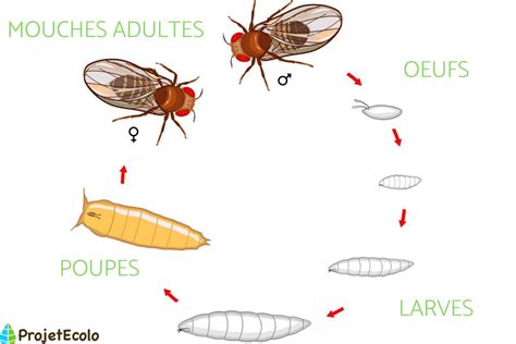 Diagramme illustrant le cycle de vie d'une mouche blanche