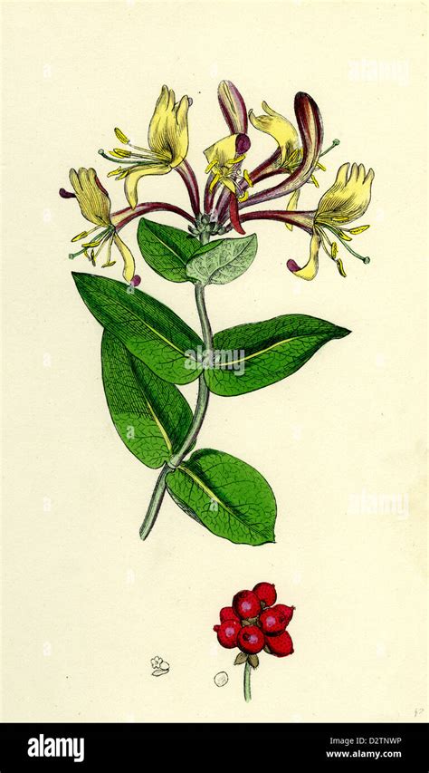 Illustration botanique du Lonicera periclymenum montrant ses fleurs tubulaires et son feuillage