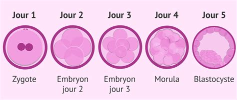 Schéma illustrant les étapes précoces du développement embryonnaire, du zygote au blastocyste