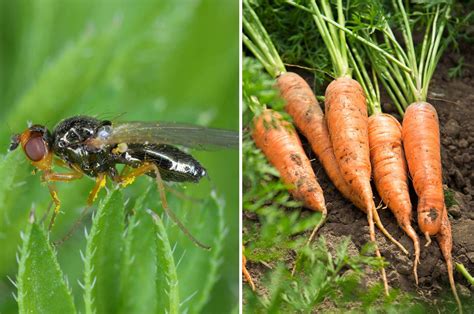 Infographie comparant l'efficacité des méthodes de lutte contre la mouche de la carotte