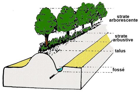 Schéma illustrant les trois strates d'une haie bocagère : herbacée, arbustive et arborée