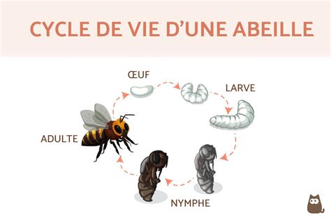 Schéma du cycle de vie d'une reine abeille