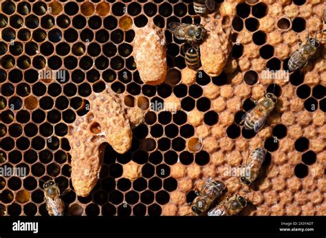 Reine abeille entourée d'ouvrières sur un cadre de couvain