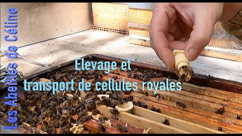 Cellules royales non operculées après greffage