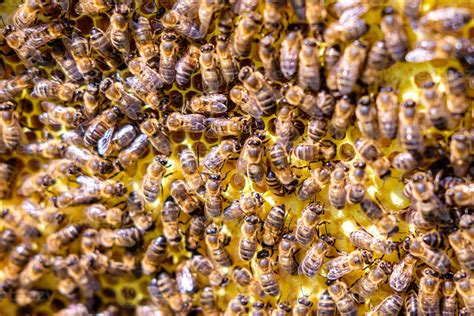 Essaim d'abeilles sur un cadre