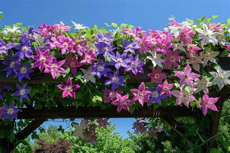 Clématites en pleine floraison sur une pergola