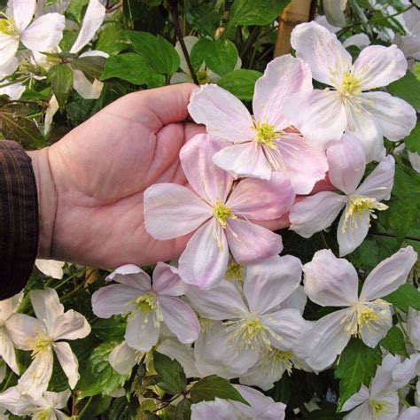 Variété de Clématite Montana 'Giant Star' en pleine floraison