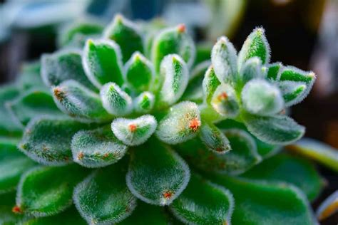 Gros plan sur une plante grasse avec une couche de pruine visible