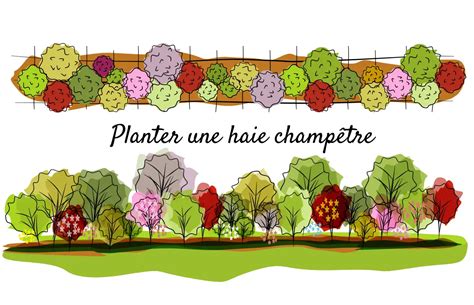 schéma de plantation pour une haie d'hibiscus