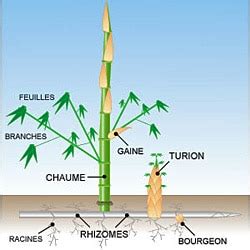 Schéma illustrant les différentes parties du bambou : chaume, rhizome, turion et gaine