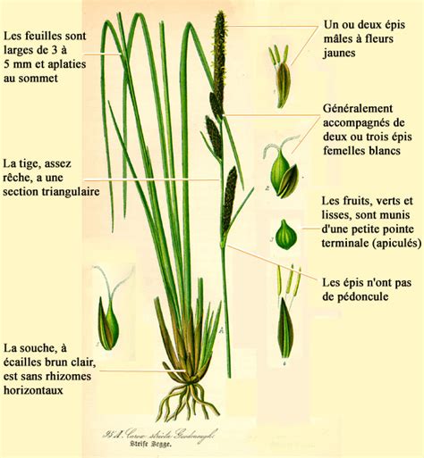 illustration d'une tige de carex triangulaire