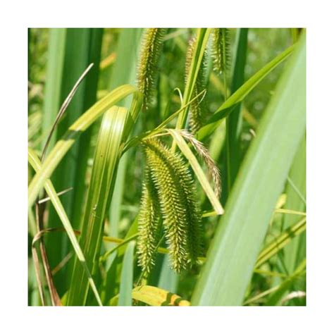 différences entre carex et souchet