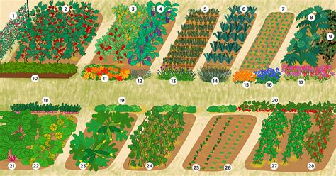 Illustration d'un potager en buttes avec des légumes variés