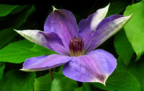 fleurs de clématite en gros plan