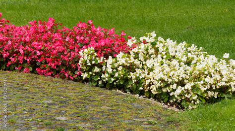 Bégonia semperflorens en massif floral