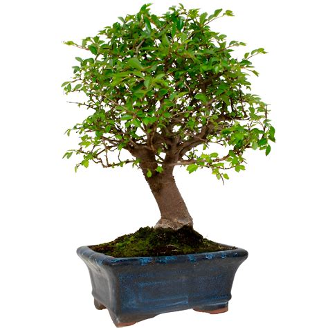 Un bonsaï Zelkova Parvifolia dans un pot peu profond