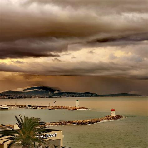 Un bonsaï Zelkova exposé à la lumière du soleil filtrée
