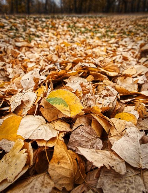 Feuilles de bonsaï Zelkova tombant au sol