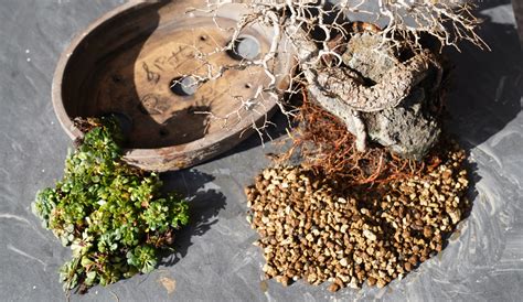 Mélange de substrats pour bonsaï : akadama, pierre ponce, pouzzolane