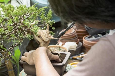 Application de fil de ligature sur une branche de bonsaï