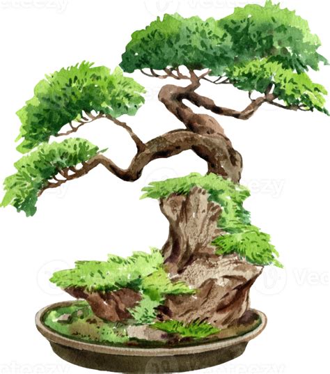 Illustration d'un bonsaï genévrier Shimpaku avec une structure en bois mort prononcée