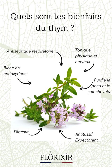 infographie montrant les bienfaits médicinaux et culinaires du thym