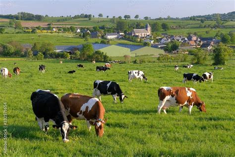 Paysage verdoyant des pâturages de Haute-Saône avec des vaches laitières