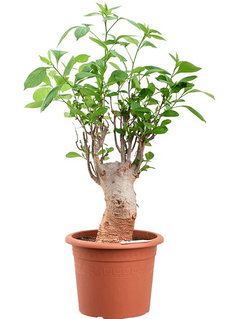 Illustration montrant un jeune baobab en pot dans un intérieur lumineux