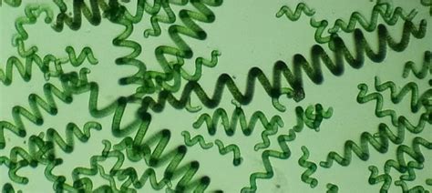 Schéma illustrant la structure spiralée de la spiruline au microscope