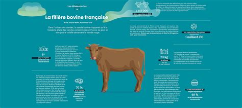 Infographie comparant le rendement protéique de la spiruline par rapport à l'élevage bovin