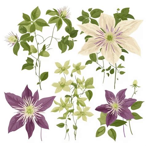 Illustration botanique d'une clématite en fleurs