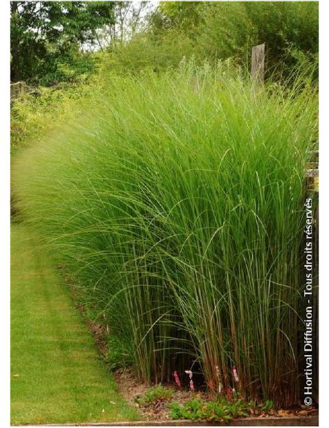 Miscanthus sinensis au vent
