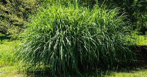Différentes variétés de Miscanthus sinensis