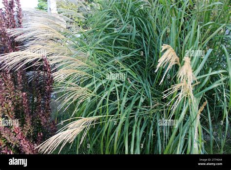 Miscanthus en aménagement paysager