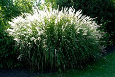 Miscanthus et gypsophile
