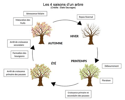 Schéma illustrant le cycle saisonnier en horticulture et les périodes de forte activité