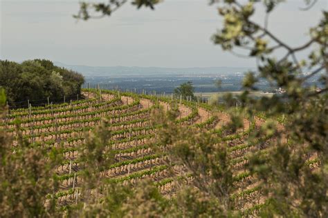 Vignoble en terrasses sur les contreforts des Pyrénées