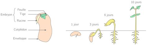 Schéma illustrant les différentes étapes de la croissance d'un châtaignier, de la graine à l'arbre adulte