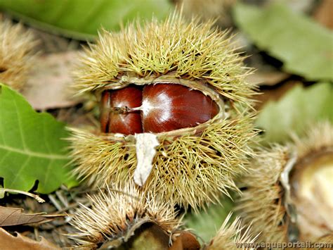 Photo macro d'une bogue de châtaigne ouverte montrant les fruits à maturité