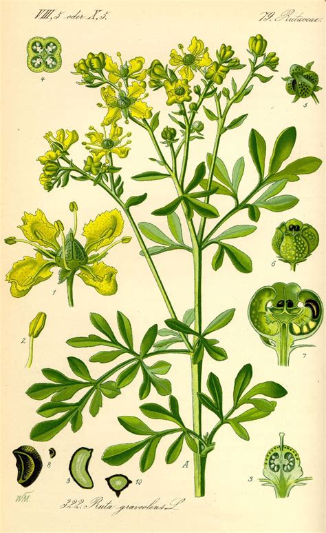 Illustration botanique de Ruta graveolens montrant ses feuilles découpées et ses fleurs jaunes