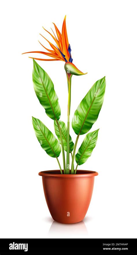 Illustration d'une fleur de Strelitzia reginae aux couleurs orange et bleu vif