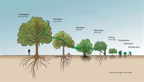 Schéma des strates d'un jardin-forêt permaculturel